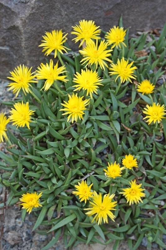 Image of Bergeranthus katbergensis 'Cathcart'|Juniper Level Botanic Gdn, NC|JLBG