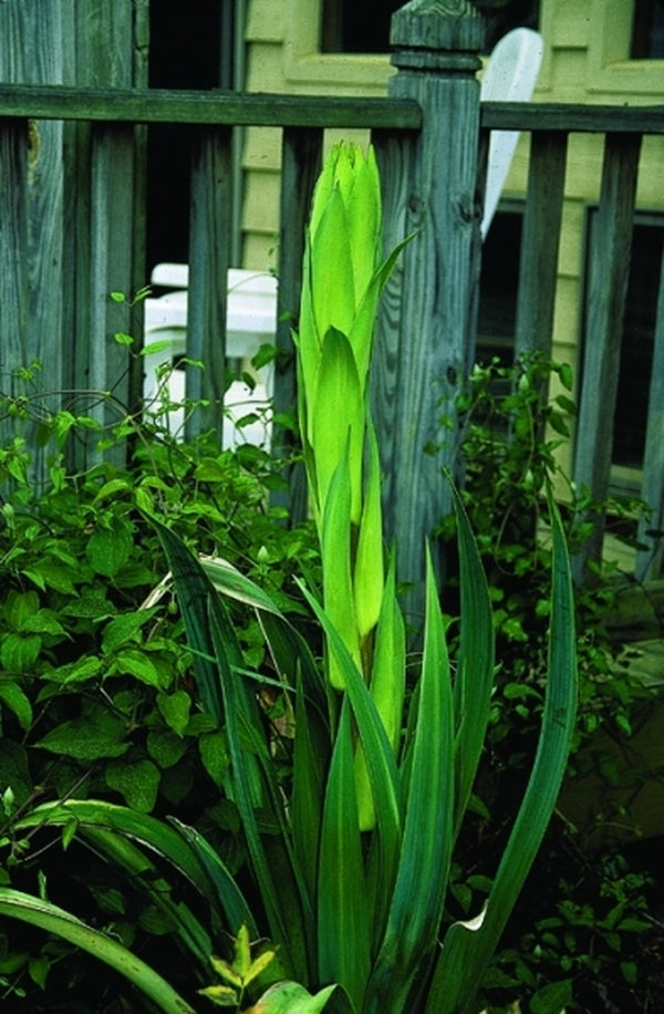 Image of Beschorneria 'Ding Dong'|Juniper Level Botanic Gdn, NC|JLBG