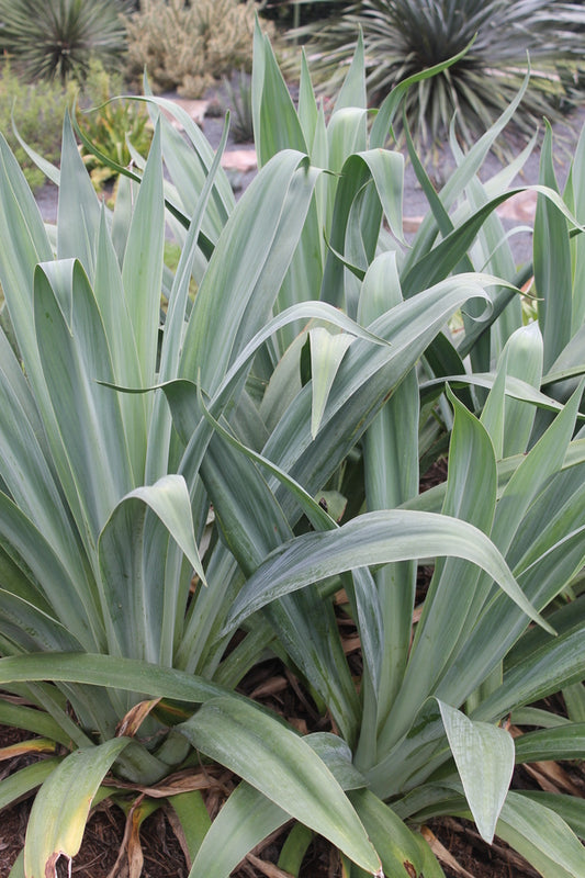 Image of Beschorneria 'Ding Dong'|Juniper Level Botanic Gdn, NC|JLBG