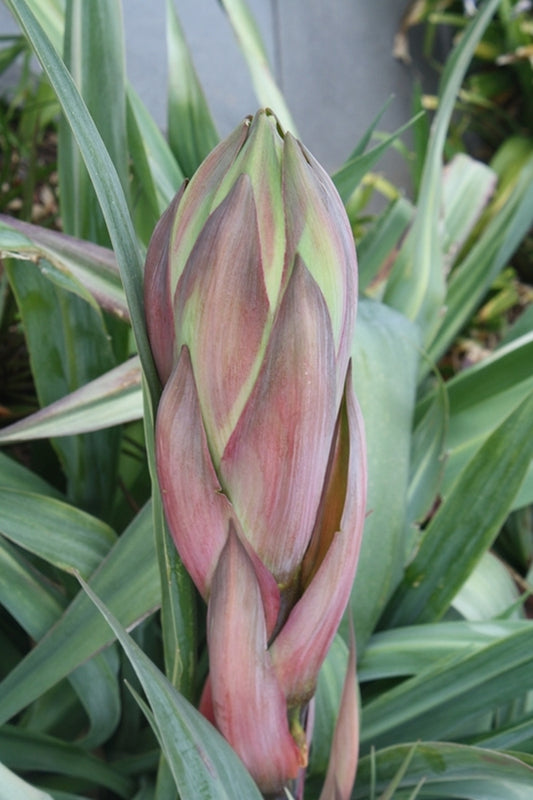 Image of Beschorneria yuccoides|Paul J. Ciener Botanical Gdn, NC|