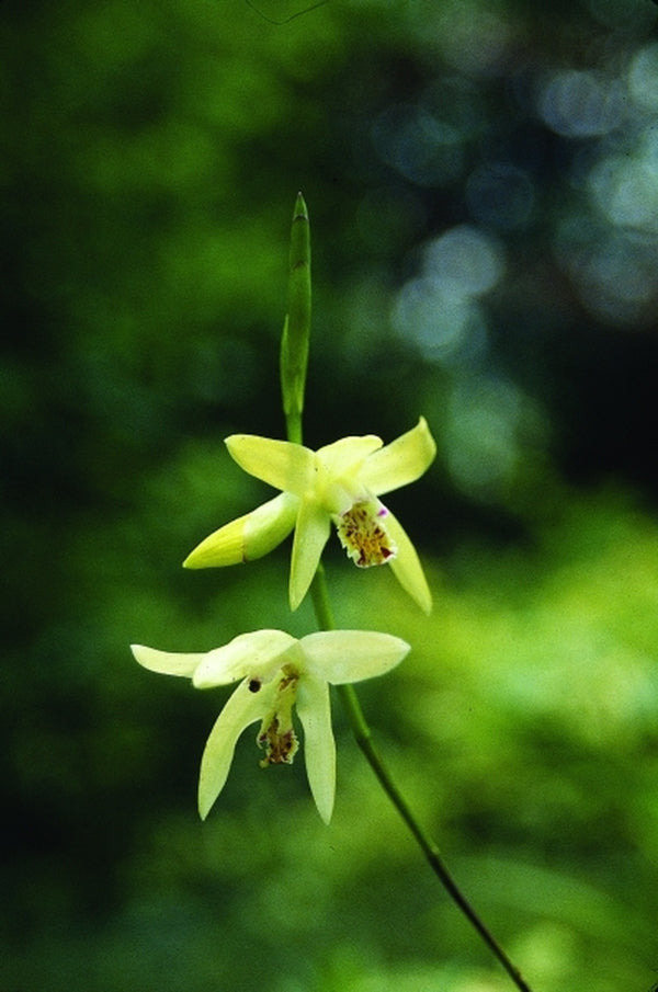 Image of Bletilla ochracea|Juniper Level Botanic Gdn, NC|JLBG