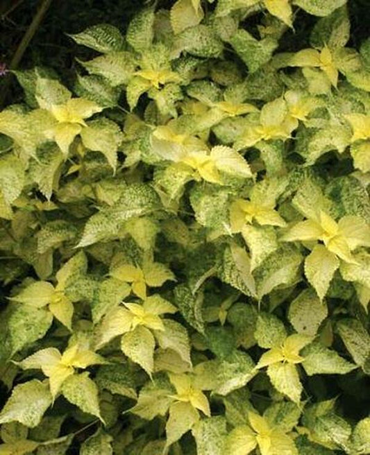 Image of Boehmeria nivea 'Kogane Mushi'|Juniper Level Botanic Gdn, NC|JLBG