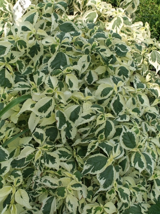 Image of Boehmeria nivea 'Nichirin'|Juniper Level Botanic Gdn, NC|JLBG