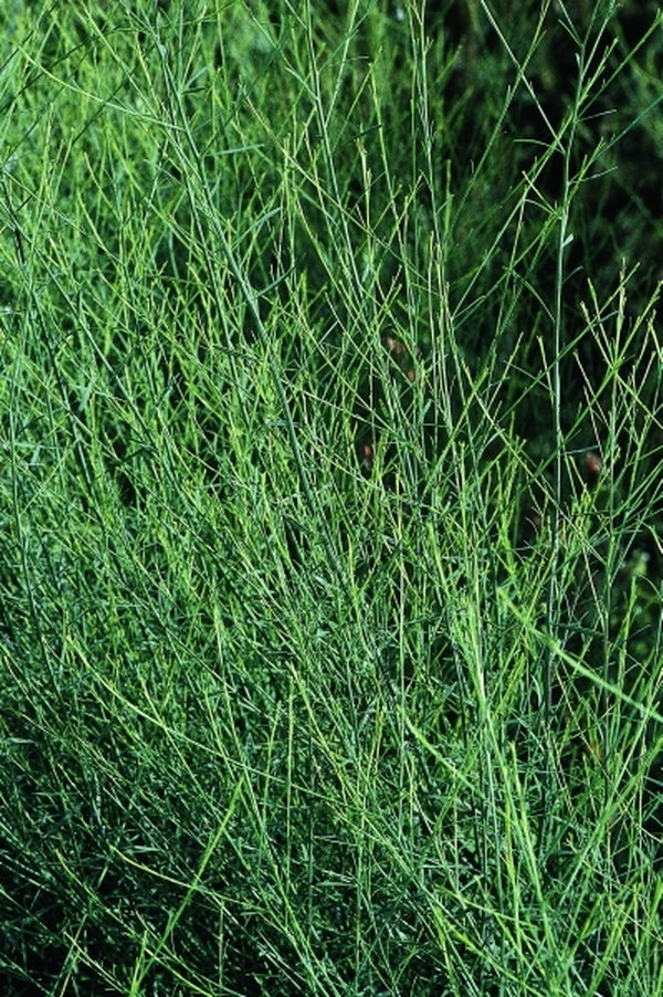 Image of Boltonia diffusa|Juniper Level Botanic Gdn, NC|JLBG