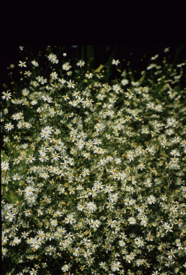 Image of Boltonia diffusa|Juniper Level Botanic Gdn, NC|JLBG