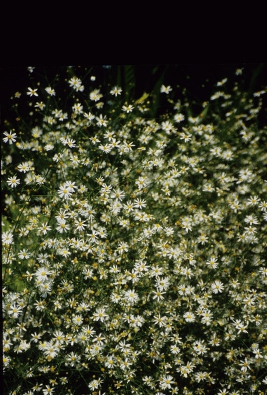 Image of Boltonia diffusa|Juniper Level Botanic Gdn, NC|JLBG
