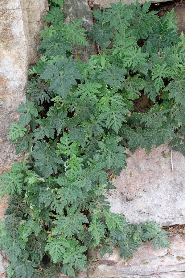 Image of Bommeria hispida 'Gila Dwarf'|Juniper Level Botanic Gdn, NC|
