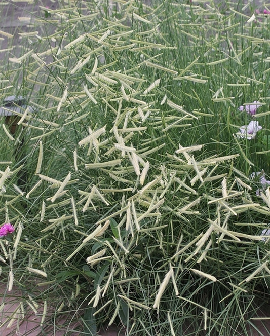 Image of Bouteloua gracilis 'Blonde Ambition' PP 22,048|Denver Botanic Gdn, CO|