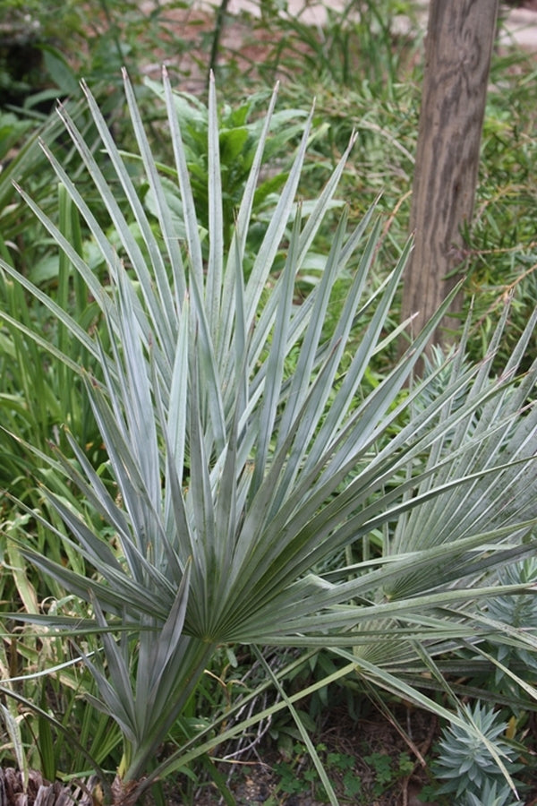 blue palm plant Learn about Brahea decumbens | Dwarf Mexican Blue Fan Palm
