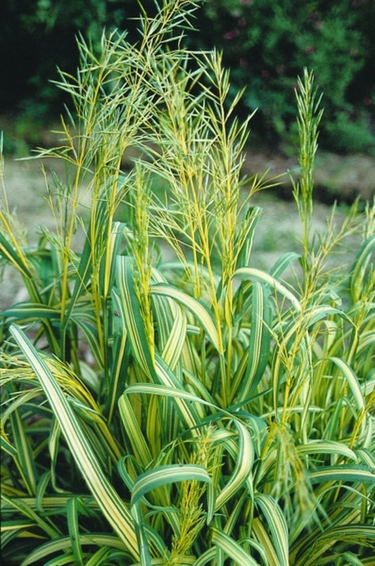 Image of Bromus inermis 'Skinner's Gold'|Juniper Level Botanic Gdn, NC|JLBG