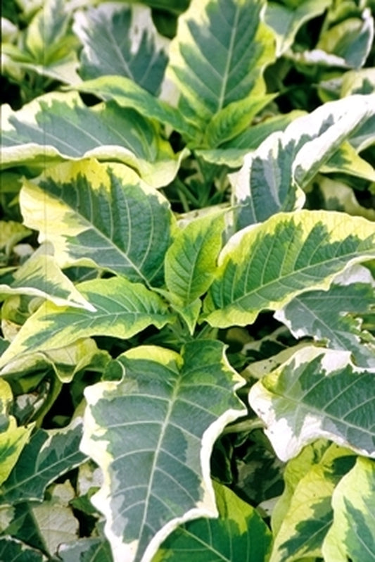 Image of Brugmansia 'Miner's Claim' PP 15,747|Juniper Level Botanic Gdn, NC|JLBG