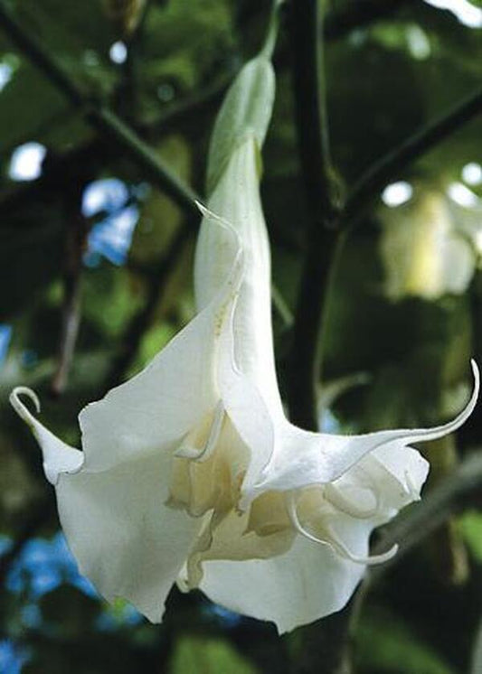 Image of Brugmansia x candida 'Double White' taken at Juniper Level Botanic Gdn, NC by JLBG