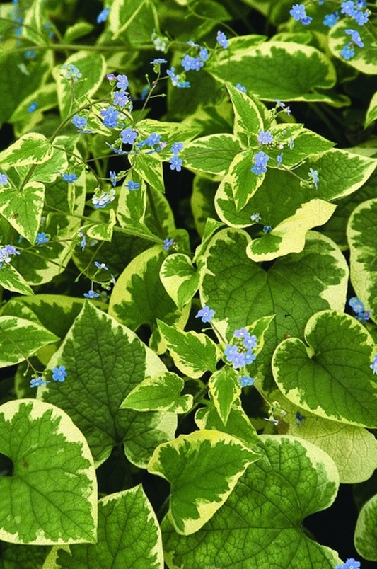 Image of Brunnera macrophylla 'Hadspen Cream'|Juniper Level Botanic Gdn, NC|JLBG