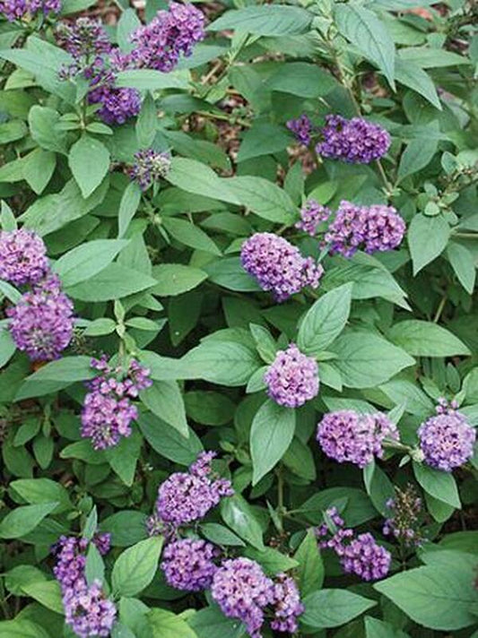 Image of Buddleia 'Blue Chip' PP 19,991|Juniper Level Botanic Gdn, NC|JLBG