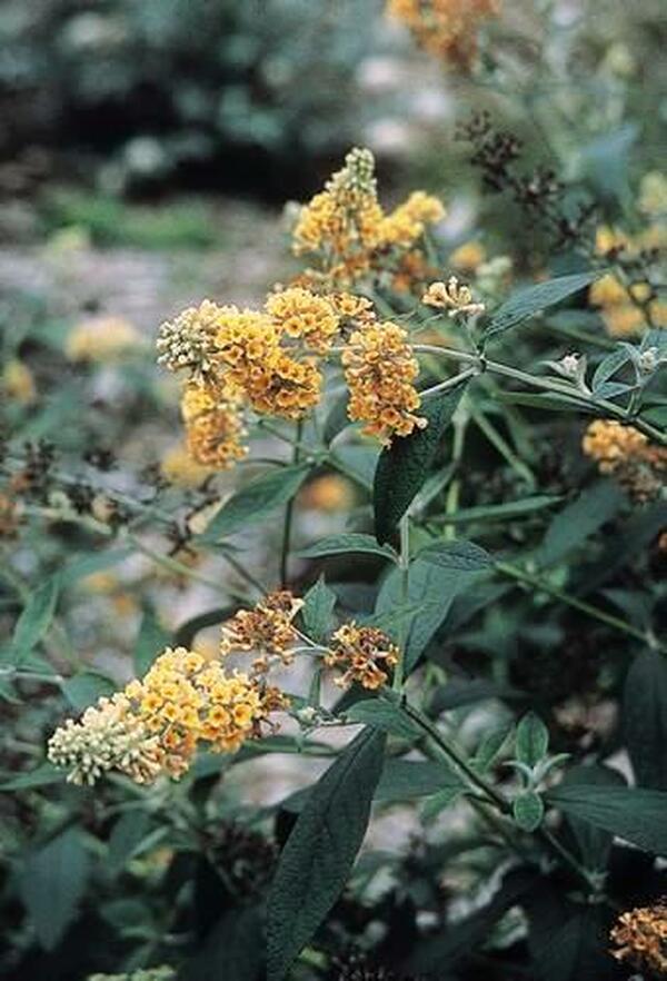 Image of Buddleia 'Honeycomb'|North Creek Nurseries, PA|