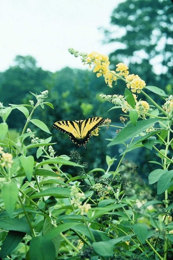 Image of Buddleia 'Honeycomb'|Juniper Level Botanic Gdn, NC|JLBG