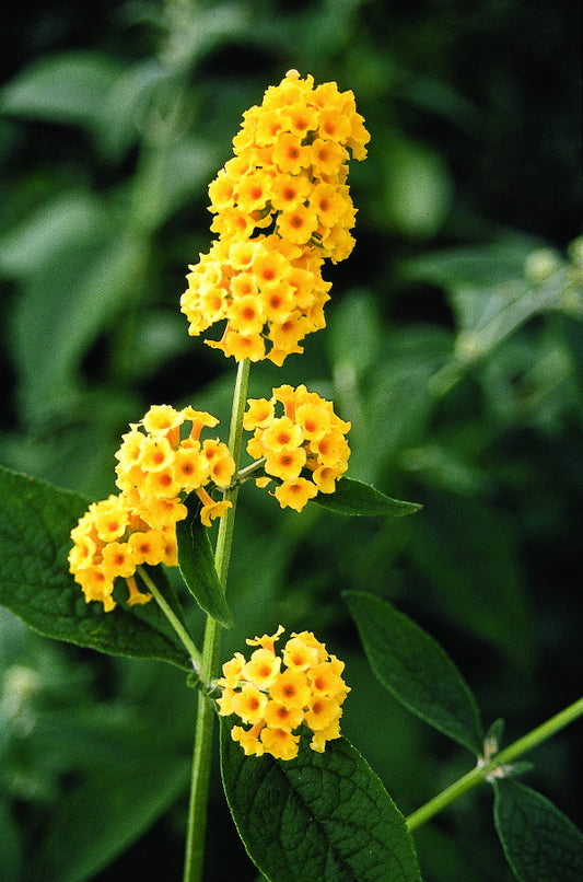 Image of Buddleia 'Honeycomb'|Juniper Level Botanic Gdn, NC|JLBG
