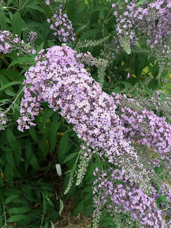 Image of Buddleia 'Lavender Cascade' PP 30,635|Walters Gardens, MI|H. Hansen