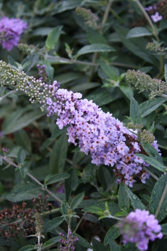 Image of Buddleia 'Lilac Chip' PP 24,016|Juniper Level Botanic Gdn, NC|JLBG