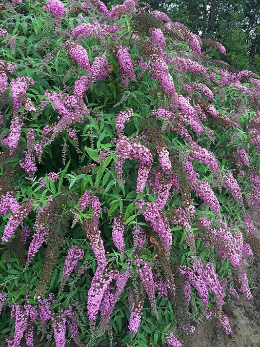 Image of Buddleia 'Pink Cascade' PP 30,711|Walters Gardens, MI|H. Hansen