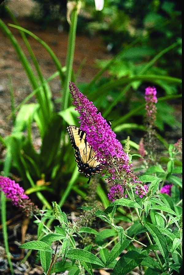 Image of Buddleia 'Summer Beauty'|Juniper Level Botanic Gdn, NC|JLBG