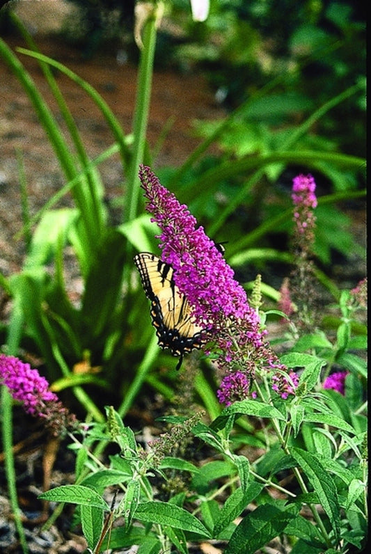 Image of Buddleia 'Summer Beauty'|Juniper Level Botanic Gdn, NC|JLBG