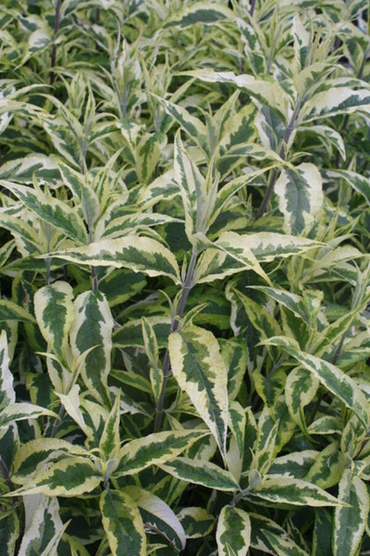 Image of Buddleia 'Summer Skies' PP 22,465|Juniper Level Botanic Gdn, NC|JLBG