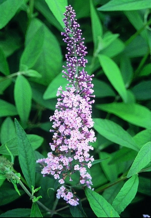 Image of Buddleia davidii 'Bonnie'|Juniper Level Botanic Gdn, NC|JLBG