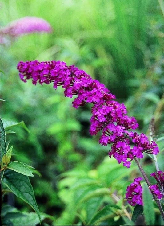 Image of Buddleia davidii 'Royal Red'|Juniper Level Botanic Gdn, NC|JLBG