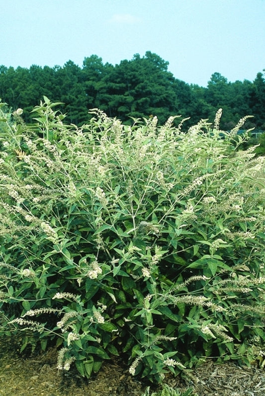 Image of Buddleia fallowiana 'Alba'|Juniper Level Botanic Gdn, NC|JLBG