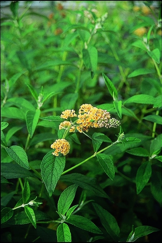 Image of Buddleia x weyeriana 'Sungold'|Juniper Level Botanic Gdn, NC|JLBG