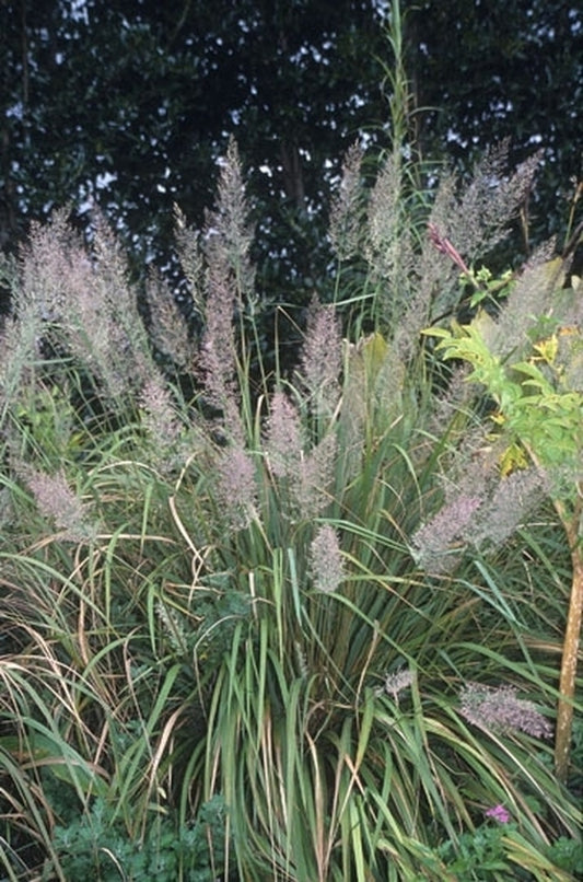 Image of Calamagrostis brachytricha|Juniper Level Botanic Gdn, NC|JLBG