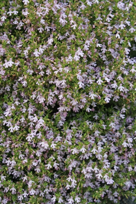 Image of Calamintha ashei Tattnall Co, GA|Juniper Level Botanic Gdn, NC|JLBG