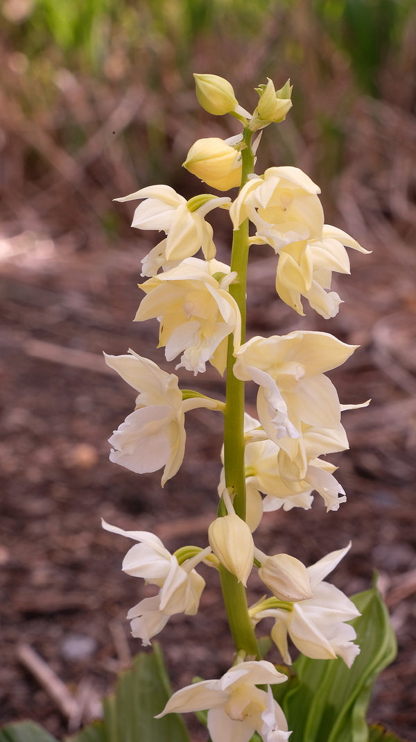 Image of Calanthe 'Kojima White'|Juniper Level Botanic Gdn, NC|JLBG