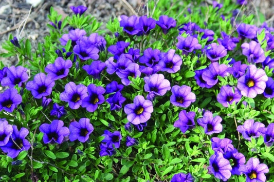 Image of Calibrachoa 'Minifamous Dark Blue'|Juniper Level Botanic Gdn, NC|JLBG