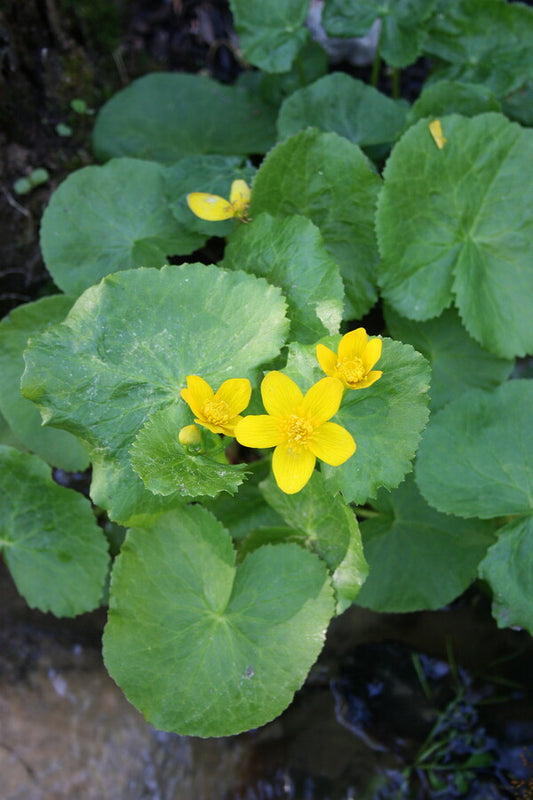 Image of Caltha palustris |Juniper Level Botanic Gdn, NC|