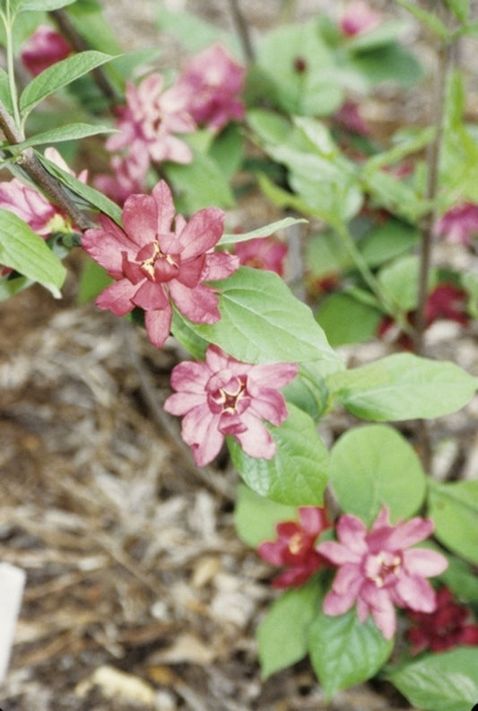 Image of Calycanthus raulstonii 'Hartlage Wine'|Juniper Level Botanic Gdn, NC|JLBG