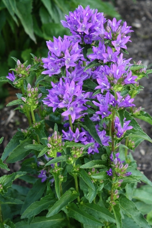 Image of Campanula glomerata 'Freya' PP 22,738|Walters Gardens, MI|