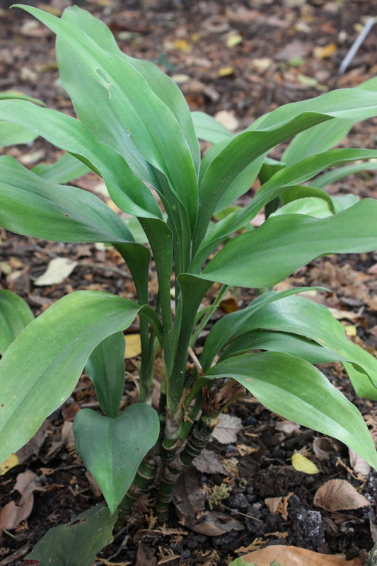 Image of Campylandra wattii |Juniper Level Botanic Gdn, NC|