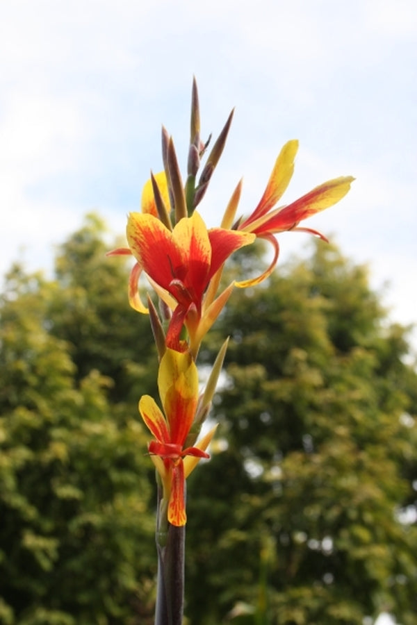 Image of Canna 'Tama-Tulipa'|Juniper Level Botanic Gdn, NC|JLBG