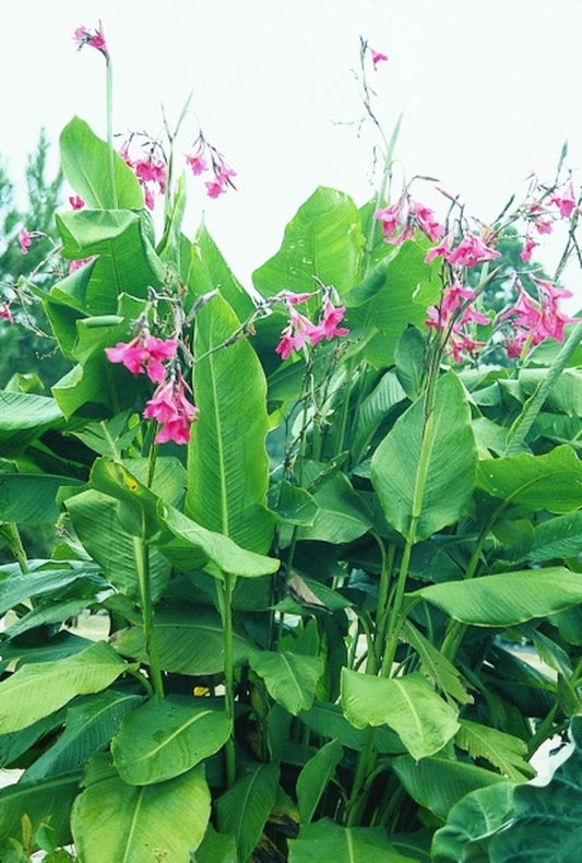 Image of Canna x ehemannii 'Ehemanni'|Juniper Level Botanic Gdn, NC|JLBG