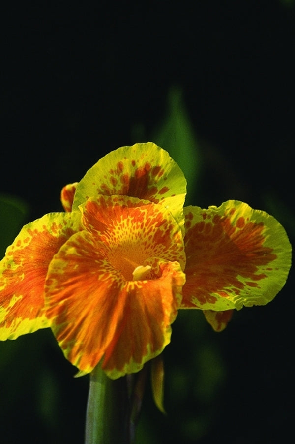 Image of Canna x generalis 'Florence Vaughan'|Juniper Level Botanic Gdn, NC|JLBG