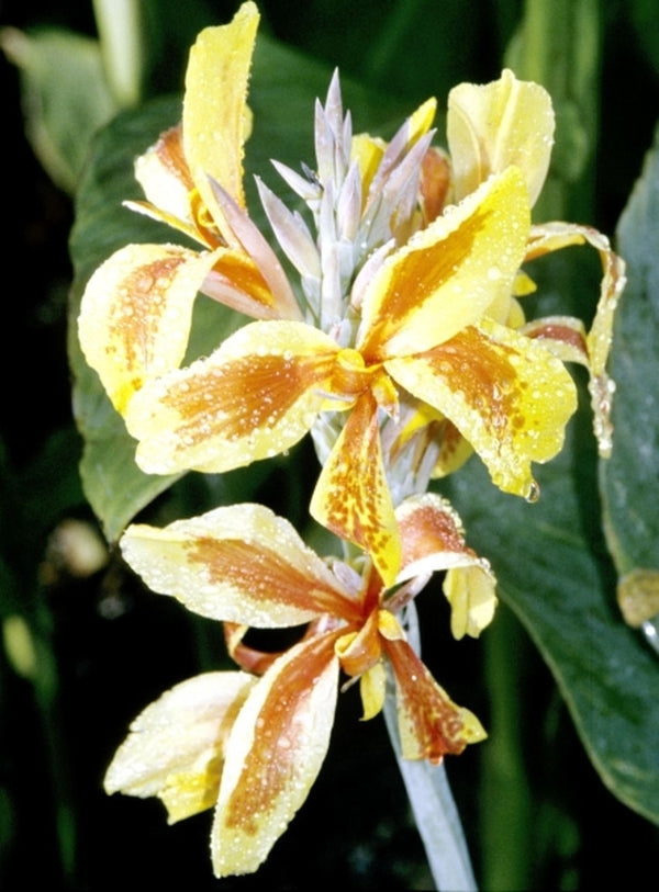 Image of Canna x generalis 'Reine Charlotte'|Juniper Level Botanic Gdn, NC|JLBG