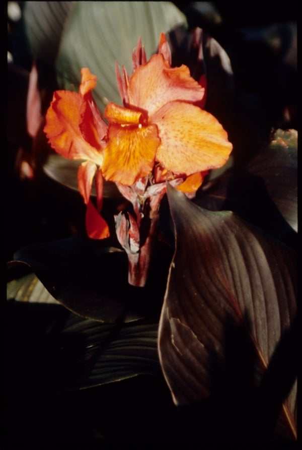 Image of Canna x generalis 'Tropicanna Black' PP 21,350|Juniper Level Botanic Gdn, NC|JLBG