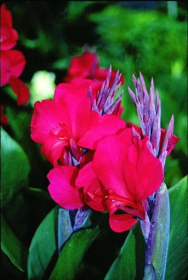 Image of Canna x generalis 'Valentine'|Juniper Level Botanic Gdn, NC|JLBG