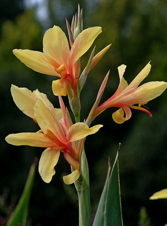 Image of Canna glauca 'Karin'||