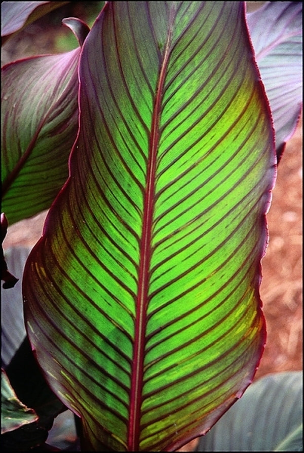 Image of Canna indica 'Red Stripe' taken at Juniper Level Botanic Gdn, NC by JLBG