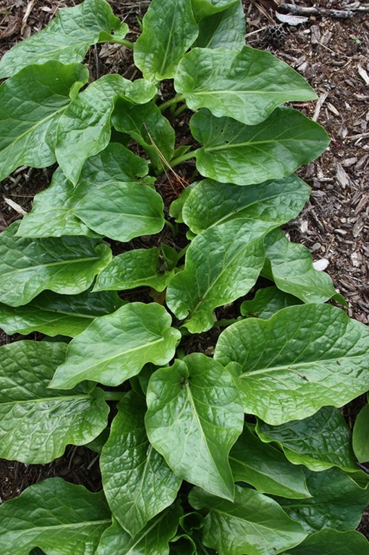 Image of Cardiocrinum cordatum var. glehnii||