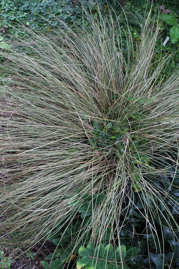 Image of Carex 'Pinkie'|Juniper Level Botanic Gdn, NC|JLBG