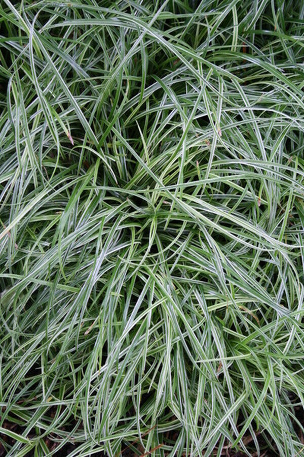 Image of Carex 'Silver Scepter'|Juniper Level Botanic Gdn, NC|JLBG